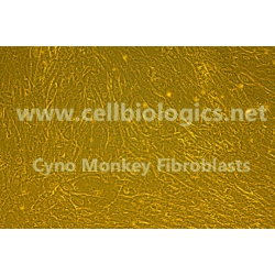 Cynomolgus Monkey Primary Mammary Fibroblasts